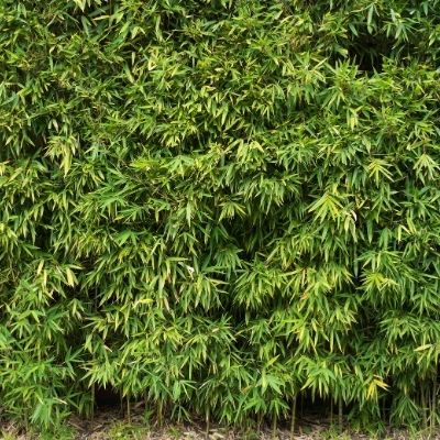 Haie de bambou